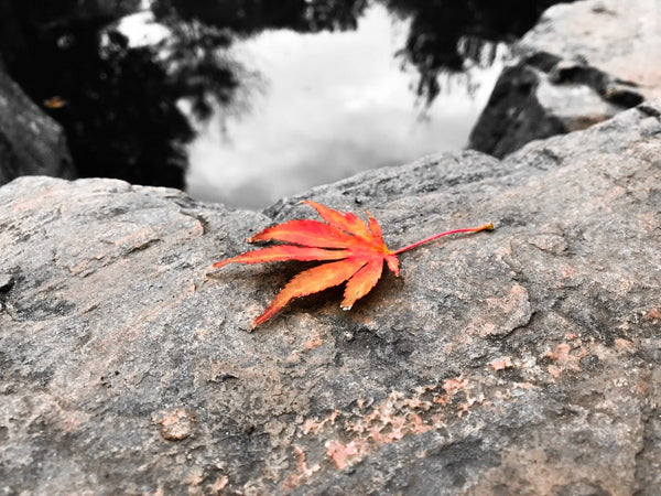 A Fall Love Letter to My Father by Courtney Thomas