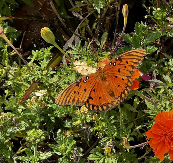 Signs from a Loved One After Death: Birds, Blooms, Bugs, and More